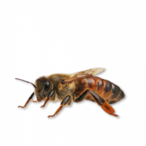 Abejas reinas